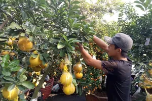 Cây quê thay áo ra thành phố thành cây ‘hốt bạc’