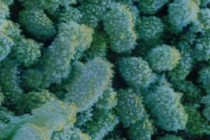 Căn bệnh vắng bóng 5 năm quay trở lại