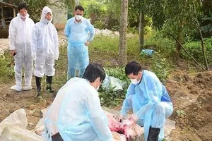 Thành lập Ban chỉ đạo quốc gia phòng chống dịch tả heo 