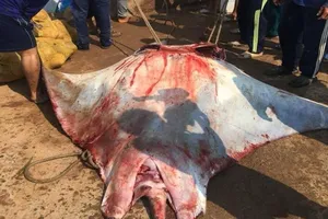 Bắt được cá đuối "khủng" gần nửa tấn ở biển Lý Sơn