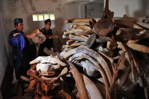 Phục dựng bộ xương cá voi lớn nhất Việt Nam 