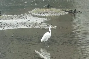 Lũ chim luôn an nhiên 