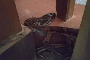 Chùa đóng chuồng nuôi giữ trăn 'khủng' vì sợ bị bắt mất