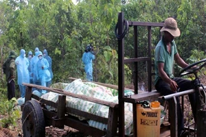 Dịch tả heo châu Phi tấn công, Gia Lai khẩn cấp dập dịch