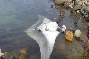 Ngư dân Lý Sơn lại bắt được cá đuối ‘khủng’ 600 kg