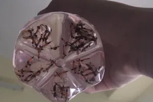 Kiến ba khoang đến mùa 'quậy tưng' ký túc xá