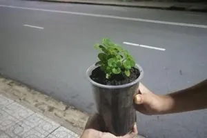 5 chai nhựa đổi chậu sen thơm và những nụ cười