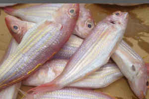 Cá đổng sọc vàng chiên giòn chấm mắm chua cay, ngon hết sảy!