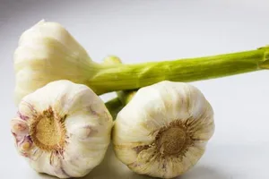 Ăn tỏi mọc mầm có an toàn?