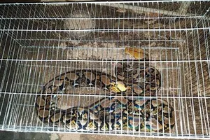 Người dân giao nộp con trăn gấm quý hiếm nặng 20 kg