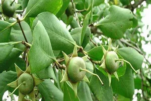 (Trái bần. Ảnh: Internet)