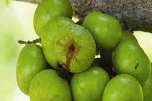 Sáu loại rau quả dân dã giúp tăng phong độ quý ông