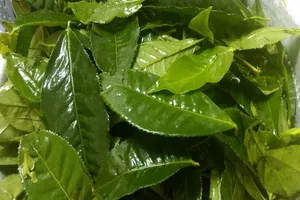 Người bị tăng huyết áp có nên uống trà xanh?