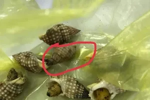 Tử vong do ăn ốc bùn bóng