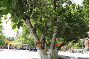 Trao bằng công nhận 4 cây di sản ở Trường Sa