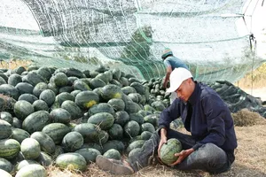 Nước mắt dưa hấu mùa Tết