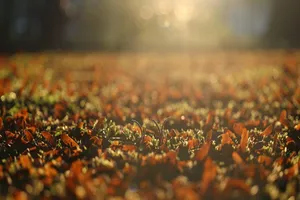 Sài Gòn nhung nhớ những mùa dầu xoay 