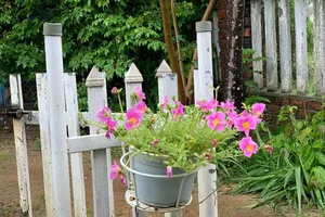 Cổng con ngõ xưa nghe xao xuyến mùi ... Tết