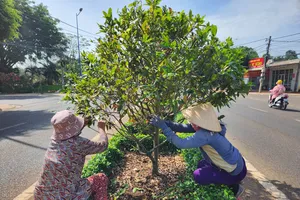 Cung đường mai độc đáo nhất Bà Rịa-Vũng Tàu vào mùa lặt lá 