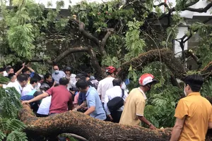 Cây xanh bật gốc trước cổng trường Trần Văn Ơn, quận 1, có người bị thương