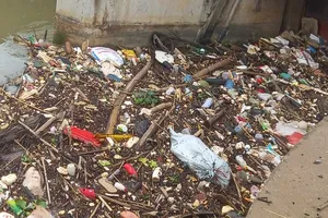 Xác lợn trôi đầy sông, nguy cơ lây lan dịch tả lợn châu Phi 