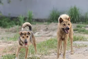 Nỗi bức xúc chuyện chó dữ thả rông tấn công trẻ nhỏ trong dịp Tết 