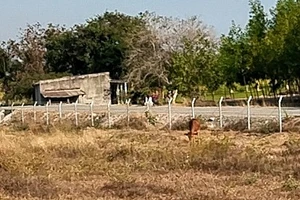 Bò ăn cỏ sát cao tốc Phan Thiết - Vĩnh Hảo