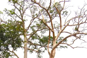 Cận cảnh cây di sản chết ở Khánh Sơn