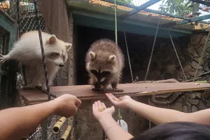 Thảo Cầm Viên Sài Gòn kỷ niệm 4 năm ngày cưới cô nàng gấu mèo Công Thị Tai Nơ 