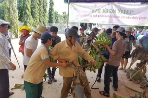 Giải cứu chuối: Nước mắt nông dân và tình nguyện viên 