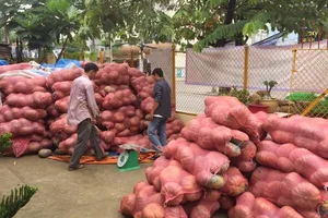 Sài Gòn 'giải cứu' 10 tấn bí đỏ giúp người dân Đăk Lăk