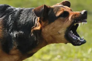 Sau 8 ngày bị chó cắn, bé gái 4 tuổi phát bệnh dại rồi tử vong