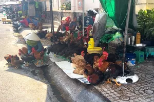 Liên tiếp ca mắc cúm gia cầm, chuyên gia khuyến cáo phòng chống