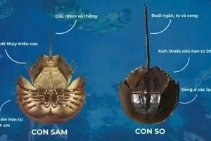 Người đàn ông ngộ độc nặng, nguy kịch sau khi ăn nhầm con so biển