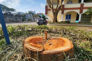 3 cây xanh hàng chục năm tuổi tại một cơ sở giáo dục bị cưa hạ 