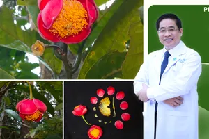 Hoa trà my Hoàng Bắc được đặt tên vinh danh bác sĩ Việt Nam