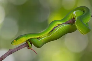 Hi hữu: Bị rắn lục đuôi đỏ cắn trong nhà vệ sinh, phải điều trị tích cực