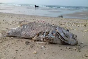 2.000 tỉ hỗ trợ thiệt hại do sự cố biển cho Quảng Bình