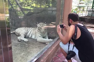 Chùm ảnh - Clip cọp trắng ở Thảo Cầm viên