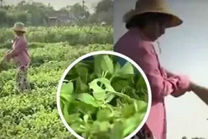 VTV nói gì về việc phóng viên làm clip 'dùng chổi quét rau' bị phản ứng 