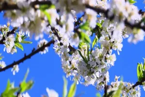 Nô nức về Chiềng Cọ ngắm hoa mận bung nở trắng trời