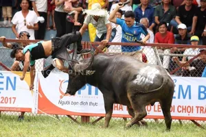 Đề nghị bỏ vòng loại, giữ chung kết chọi trâu Đồ Sơn