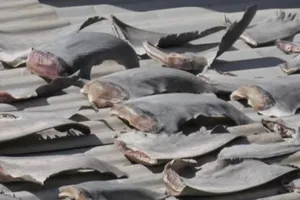 Đại sứ quán VN tại Chile lên tiếng vụ phơi vi cá mập 