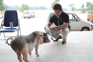 'Ngu như lợn' vẫn có thể trở thành 'nghệ sĩ'