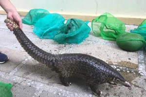 COVID-19 có thể lây qua tiếp xúc gần với động vật hoang dã