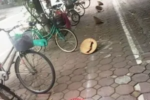 Người dân xếp hàng bằng nón và chậu quất để nhận thực phẩm