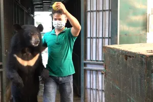 4 cá thể gấu cuối cùng ở Rạp xiếc Trung ương được cứu hộ 