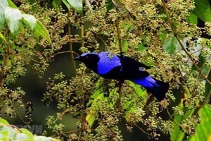 Việt Nam có thêm 2 Khu dự trữ sinh quyển thế giới