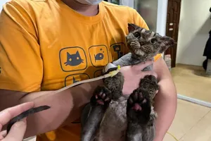 Tranh cãi quyền nuôi chó mèo từ câu chuyện của Sam và ban quản lý chung cư