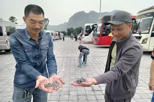 Cơ quan chức năng điều tra việc đinh xuất hiện nhiều ở bãi đỗ xe Khu du lịch Tam Chúc 